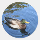 Buscar pato pegatinas Mallard
