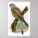 Buscar cetrería posters Hawk