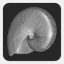 Buscar nautilus pegatinas Concha marina
