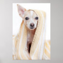 Buscar chihuahuas fotografía Animales de bebé