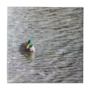 Buscar pato azulejos Mallard duck