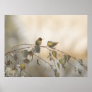Buscar colibrí posters Árbol
