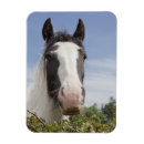 Buscar cabeza de caballo imanes Vertical