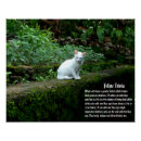 Buscar grandes felinos posters Animales