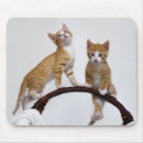 Buscar gatos alfombrillas de raton Para niños