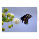 Buscar swallowtail negro Naturaleza