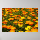 Buscar blume posters Planta