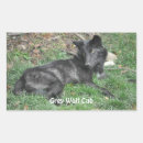Buscar lobo solitario pegatinas Lobos grises