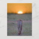 Buscar kenya postales Animales salvajes