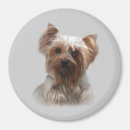 Buscar terrieres de yorkshire imanes Yorkies