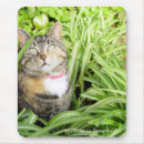 Buscar calico cat alfombrillas de raton Gato