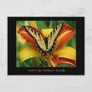 Buscar hemerocallis Diurnos
