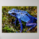 Buscar anfibios posters Para todos