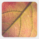 Buscar licencia fotografía Otoño