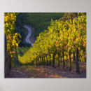 Buscar viticultura posters Viñedo