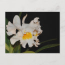 Buscar orquídeas exóticas postales Floral