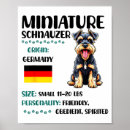 Buscar schnauzer miniatura posters Divertido