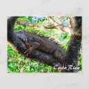Buscar lagarto lindo postales Divertido