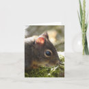 Buscar mareado tarjetas Animales