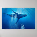 Buscar ballena jorobada posters Vida silvestre