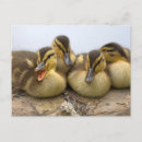 Buscar grupo de animales postales Pato