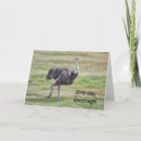 Buscar ostriches tarjetas Para todos