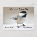 Buscar chickadee postales Naturaleza
