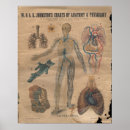 Buscar circulatorio Anatomía