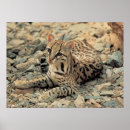 Buscar ocelot posters Gato