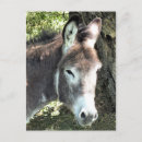 Buscar equino postales Animal de granja
