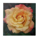 Buscar híbrido azulejos Rosa