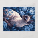 Buscar ojos divertidos postales Gatito