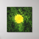 Buscar dandelion lienzos Dandelia