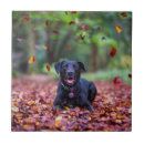 Buscar hojas de otoño azulejos Perro