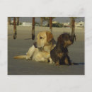 Buscar hundido postales Labrador