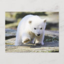 Buscar cachorro postales Cachorro de oso