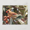 Buscar hembras postales Animales
