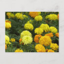 Buscar claveles postales Flores