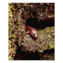 Buscar salamander posters Salamandra