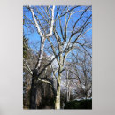 Buscar árbol blanco posters Árboles
