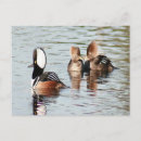 Buscar encapuchado postales Patos