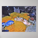 Buscar submarino amarillo posters Pescar