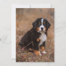 Buscar perro animal tarjetas Canina