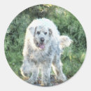 Buscar canina pegatinas 8 º marrana