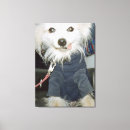 Buscar animales en ropa posters Humor