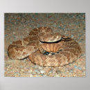 Buscar serpiente de cascabel posters Naturaleza