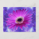 Buscar gerbera rosado postales Flores rosadas