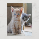 Buscar el sentarse fotografía Gato nacional