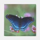 Buscar rojo manchado imanes Mariposa