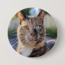 Buscar gato chapas Para mascotas